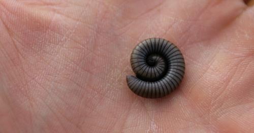 Réf. 231 943 : Ommatoiulus rutilans